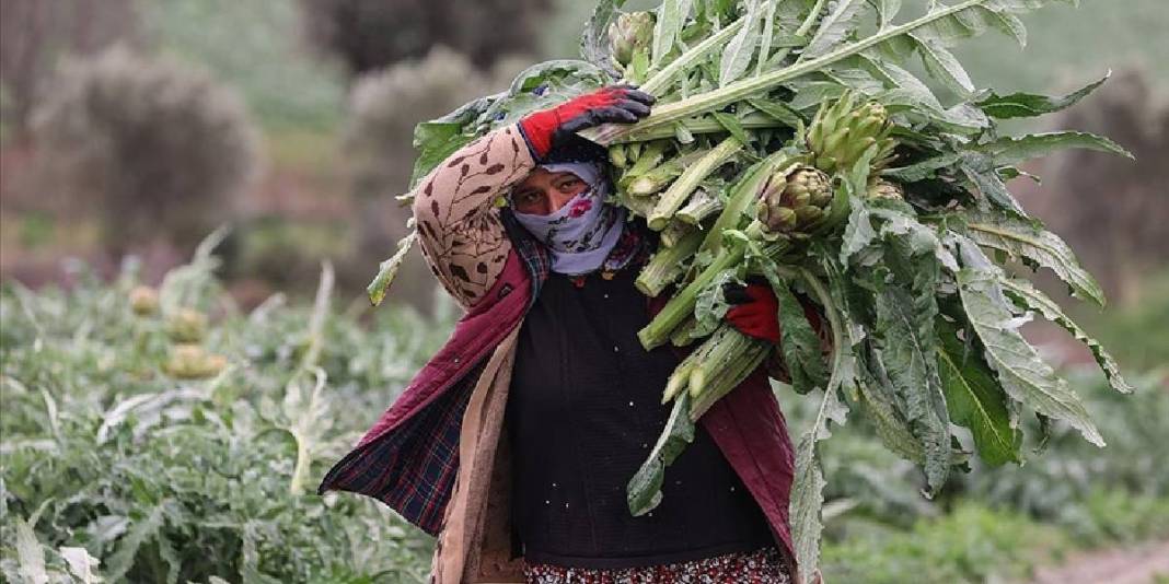 Kilosu değil tanesi 400 TL: 3 ülke kontratlar için sıraya girdi bile 1